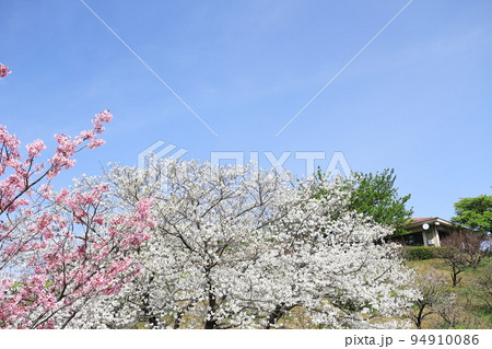 ピンク色の陽光桜と白色の大島桜 94910086