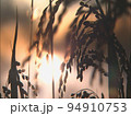 秋の実り　夕日 94910753
