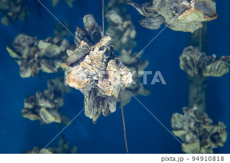 Aquaculture of the oyster under the sea Aquaculture of the oyster under the sea 94910818