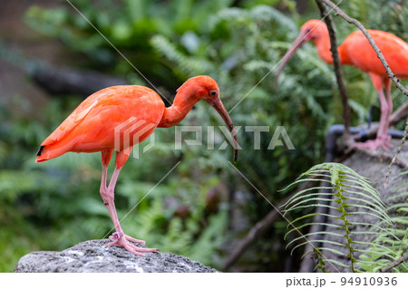 Red flamingos in natural 94910936