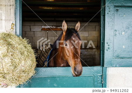 Horse in a stable Horse in a stable 94911202
