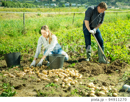 Couple of farmers harvest crop of potatoes on the field Couple of farmers harvest crop of potatoes on the field 94911270
