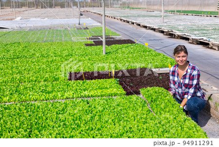 Plantation worker harvesting fresh spinach. Female gardener holding crate full of spinach 94911291
