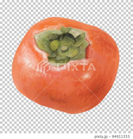 Illustration of a persimmon with a realistic and gentle touch_no shadow on the ground ver Illustration of a persimmon with a realistic and gentle touch_no shadow on the ground ver 94911353