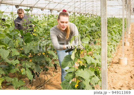 Girl harvesting cucumbers 94911369