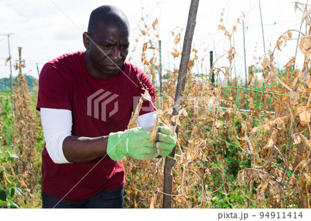 African american gardener checking beans ripening African american gardener checking beans ripening 94911414