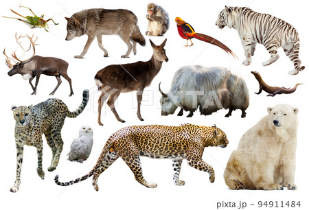 asia animals isolated 94911484