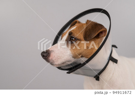 Jack Russell Terrier dog in plastic cone after surgery. Copy space.  94911672