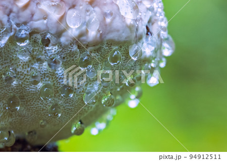 Closeup on a Polypore mushroom with water drops 94912511