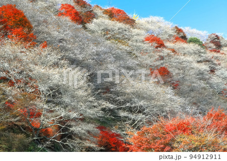 【愛知県】晴天の川見四季桜と紅葉 【愛知県】晴天の川見四季桜と紅葉 94912911