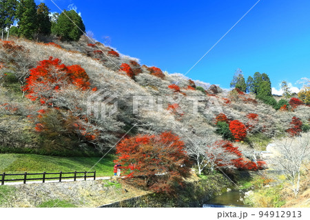 【愛知県】晴天の川見四季桜と紅葉 94912913