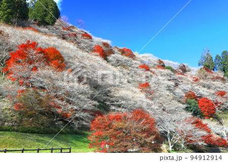 【愛知県】晴天の川見四季桜と紅葉 【愛知県】晴天の川見四季桜と紅葉 94912914