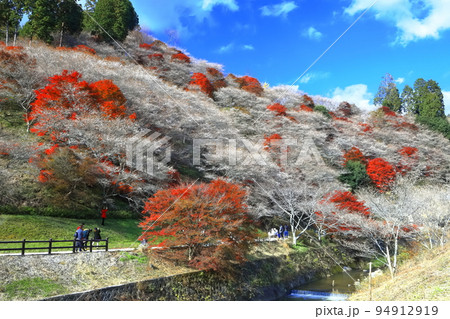 【愛知県】晴天の川見四季桜と紅葉 【愛知県】晴天の川見四季桜と紅葉 94912919