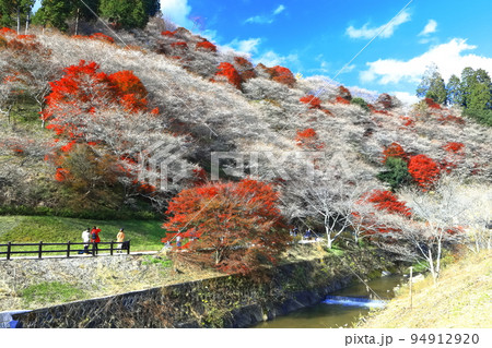 【愛知県】晴天の川見四季桜と紅葉 94912920