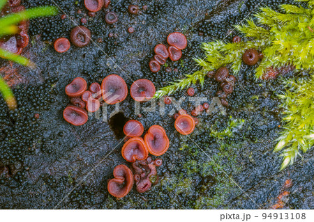 Ascocoryne sarcoides or cylichnium jelly disc Ascocoryne sarcoides or cylichnium jelly disc 94913108