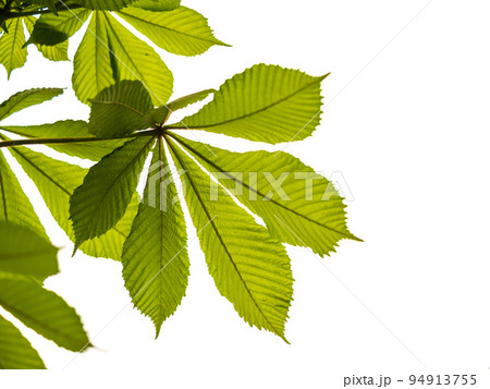 Green chestnut leaves lie like a fan on a white background. 94913755