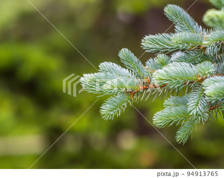 Fir branches with fresh shoots in spring. Fir branches with fresh shoots in spring. 94913765