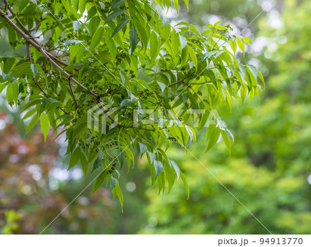 Leaves and unripe fruits of the Amur velvet, or Amur cork tree, lat. Phellodendron amurense. Leaves and unripe fruits of the Amur velvet, or Amur cork tree, lat. Phellodendron amurense. 94913770