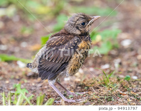 A fieldfare chick, Turdus pilaris, has left the nest and sitting on the spring lawn. A fieldfare chick sits on the ground and waits for food from its parents. A fieldfare chick, Turdus pilaris, has left the nest and sitting on the spring lawn. A fieldfare chick sits on the ground and waits for food from its parents. 94913797