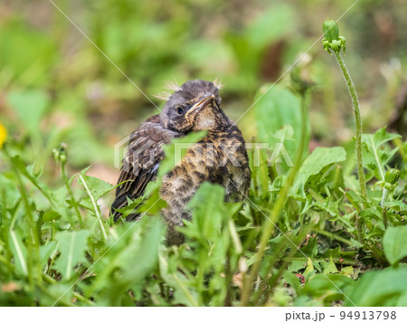 A fieldfare chick, Turdus pilaris, has left the nest and sitting on the spring lawn. A fieldfare chick sits on the ground and waits for food from its parents. A fieldfare chick, Turdus pilaris, has left the nest and sitting on the spring lawn. A fieldfare chick sits on the ground and waits for food from its parents. 94913798