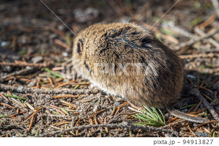A closeup of a Common vole, Microtus arvalis, on the ground with a blurry background 94913827