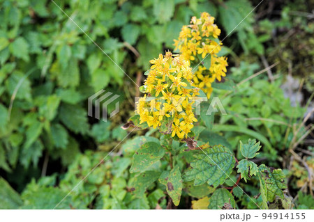 アキノキリンソウ　10月 94914155