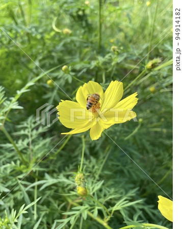 黄色いコスモスと蜂 94914182