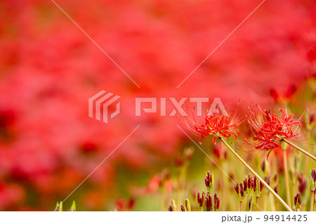 愛知県半田市　童話ごんぎつねの里として知られる矢勝川沿いの彼岸花の群生地 94914425