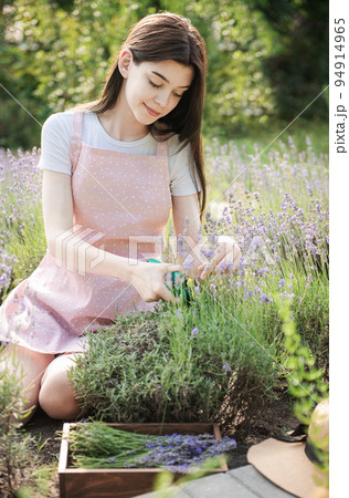 Young woman cutting bunches of lavender 94914965