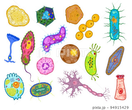 Amoeba, protozoa and unicellular protist cells, vector euglena bacteria or paramecium organism. Protozoan microorganism, bacterium fission and binary protista amoeba of chlamydomonas microbiology 94915429