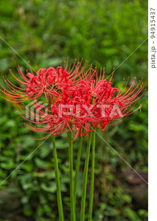ヒガンバナ 94915437