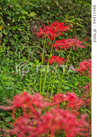 ヒガンバナ ヒガンバナ 94915486