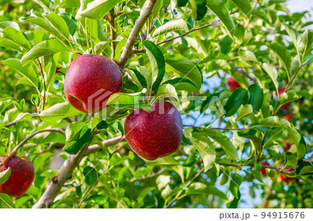 秋映え　深紅のりんご 94915676