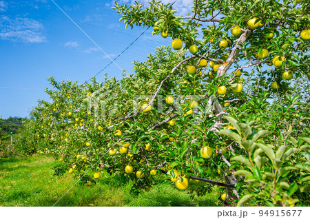 シナノゴールド　 94915677