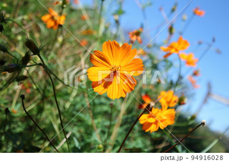 秋空下のキバナコスモス 94916028