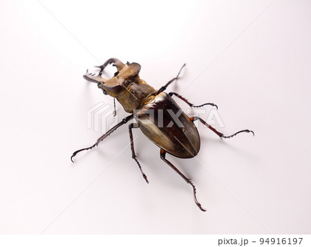 ミヤマクワガタ　クワガタムシ　夏休み　子供 94916197