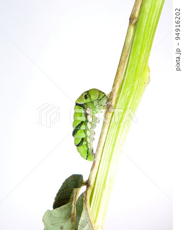 イモムシ　芋虫　幼虫　ナミアゲハ　アゲハチョウ　前蛹 94916202