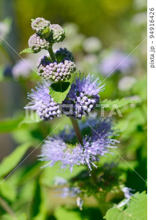 秋に咲くダンギクの花 94916426