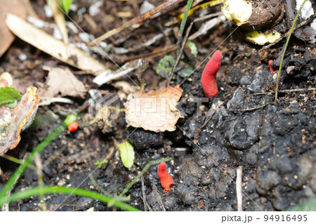 名前の通り真っ赤な猛毒キノコ「カエンタケ」がコナラの朽ちた切り株わきに自生している様子。 名前の通り真っ赤な猛毒キノコ「カエンタケ」がコナラの朽ちた切り株わきに自生している様子。 94916495