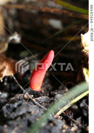 名前の通り真っ赤な猛毒キノコ「カエンタケ」がコナラの朽ちた切り株わきに自生している様子。 名前の通り真っ赤な猛毒キノコ「カエンタケ」がコナラの朽ちた切り株わきに自生している様子。 94916496