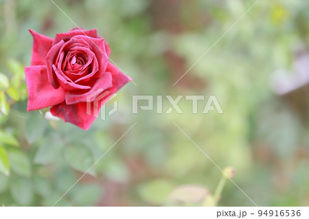 花びら 花 屋外 94916536