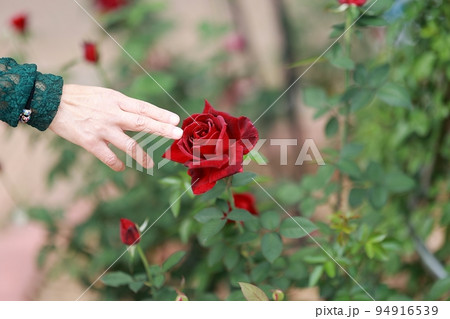 花びら 花 屋外 94916539