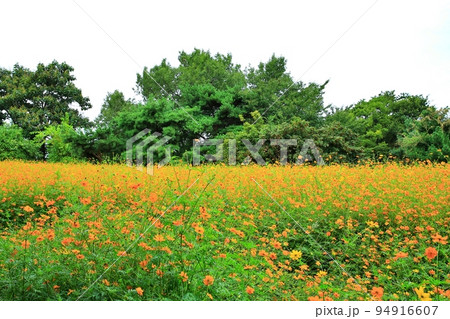 花びら 花 屋外 94916607