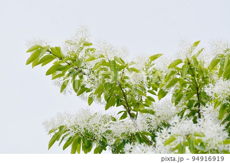 なんじゃもんじゃの花（ヒトツバタゴ） 94916919