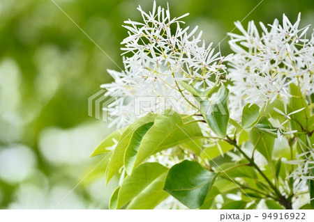 なんじゃもんじゃの花（ヒトツバタゴ） 94916922