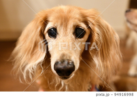 つぶらな瞳で見つめる犬 94916998
