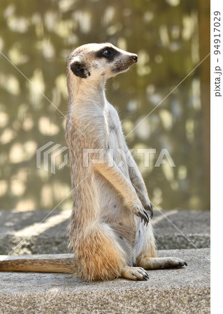 あたりをうかがうミーアキャット 94917029