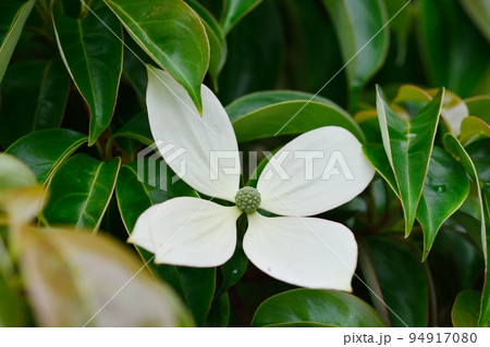 ヤマボウシ ヤマボウシ 94917080