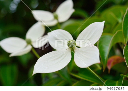 ヤマボウシ 94917085