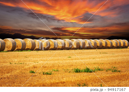 Row of Golden Hay Bales with Beautiful Sunset Sky - Italy Row of Golden Hay Bales with Beautiful Sunset Sky - Italy 94917167